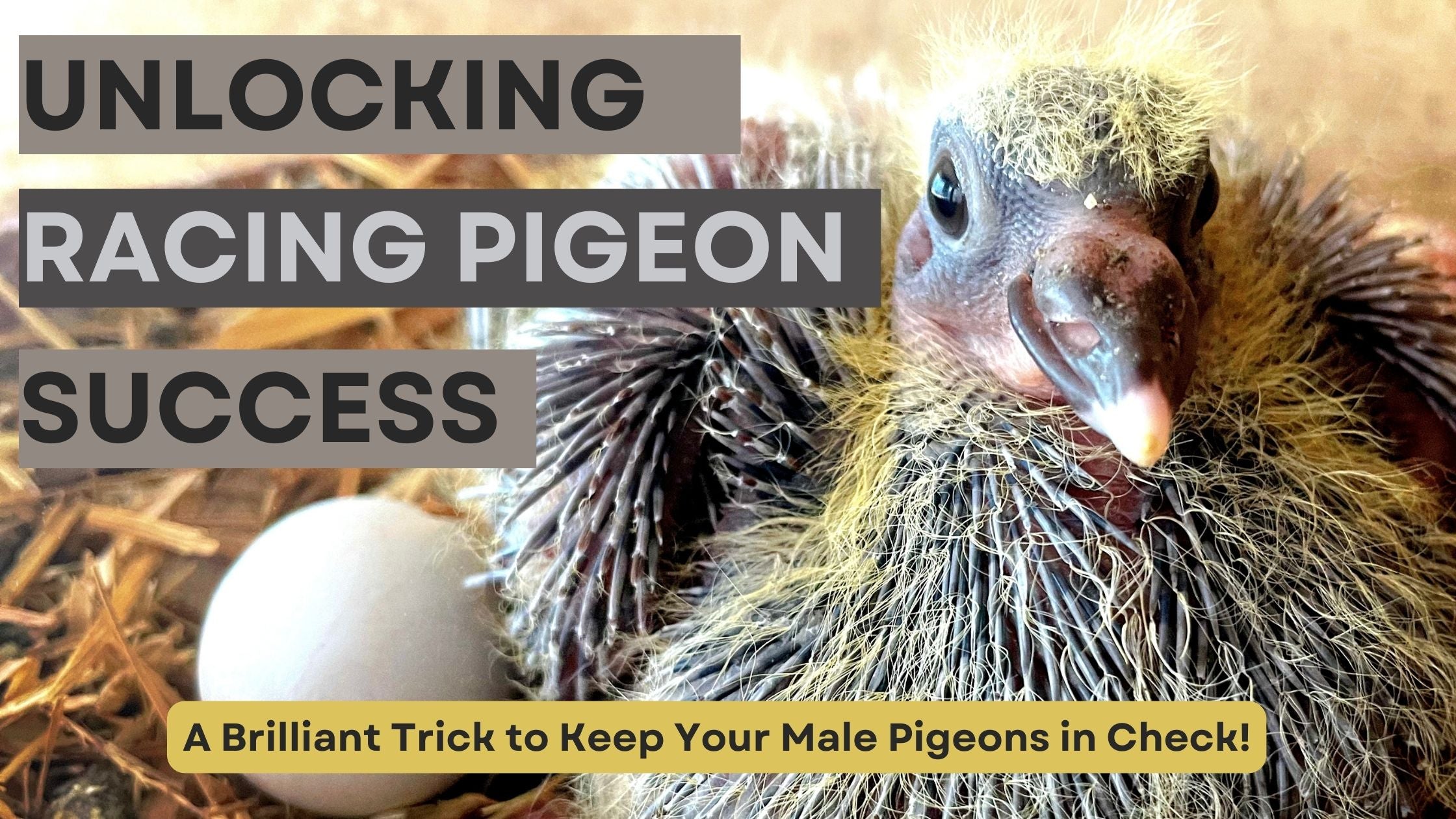 A Brilliant Trick to Keep Your Male Pigeons in Check!