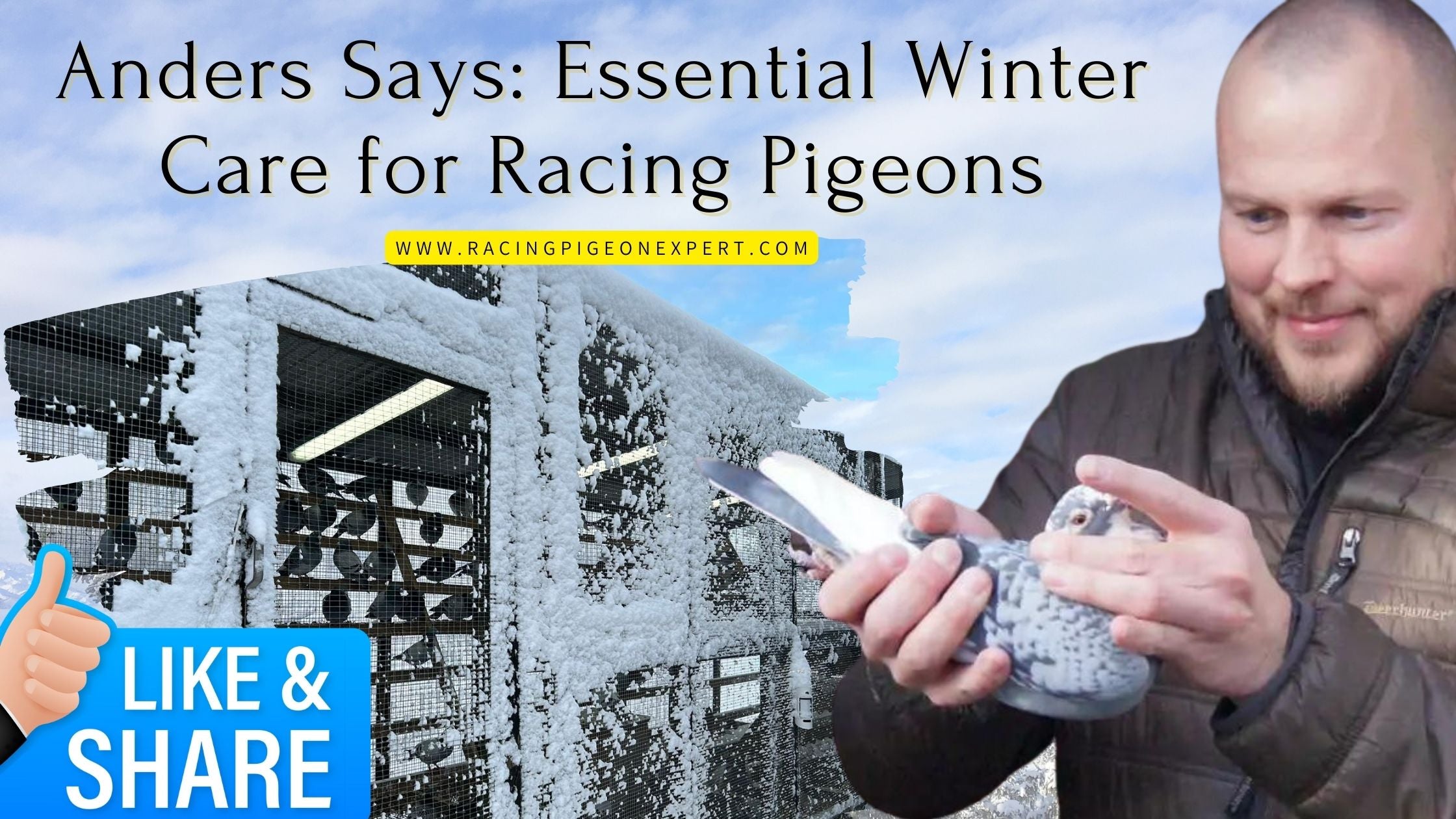 Anders Says: Essential Winter Care for Racing Pigeons