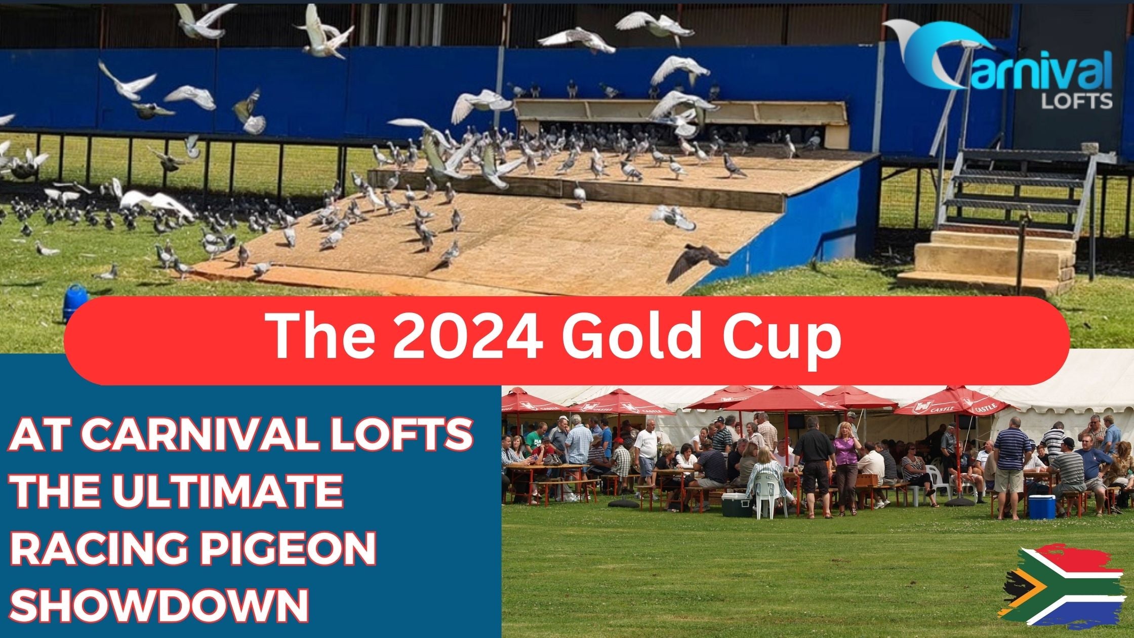 The 2024 Gold Cup at Carnival Lofts – The Ultimate Racing Pigeon Showdown