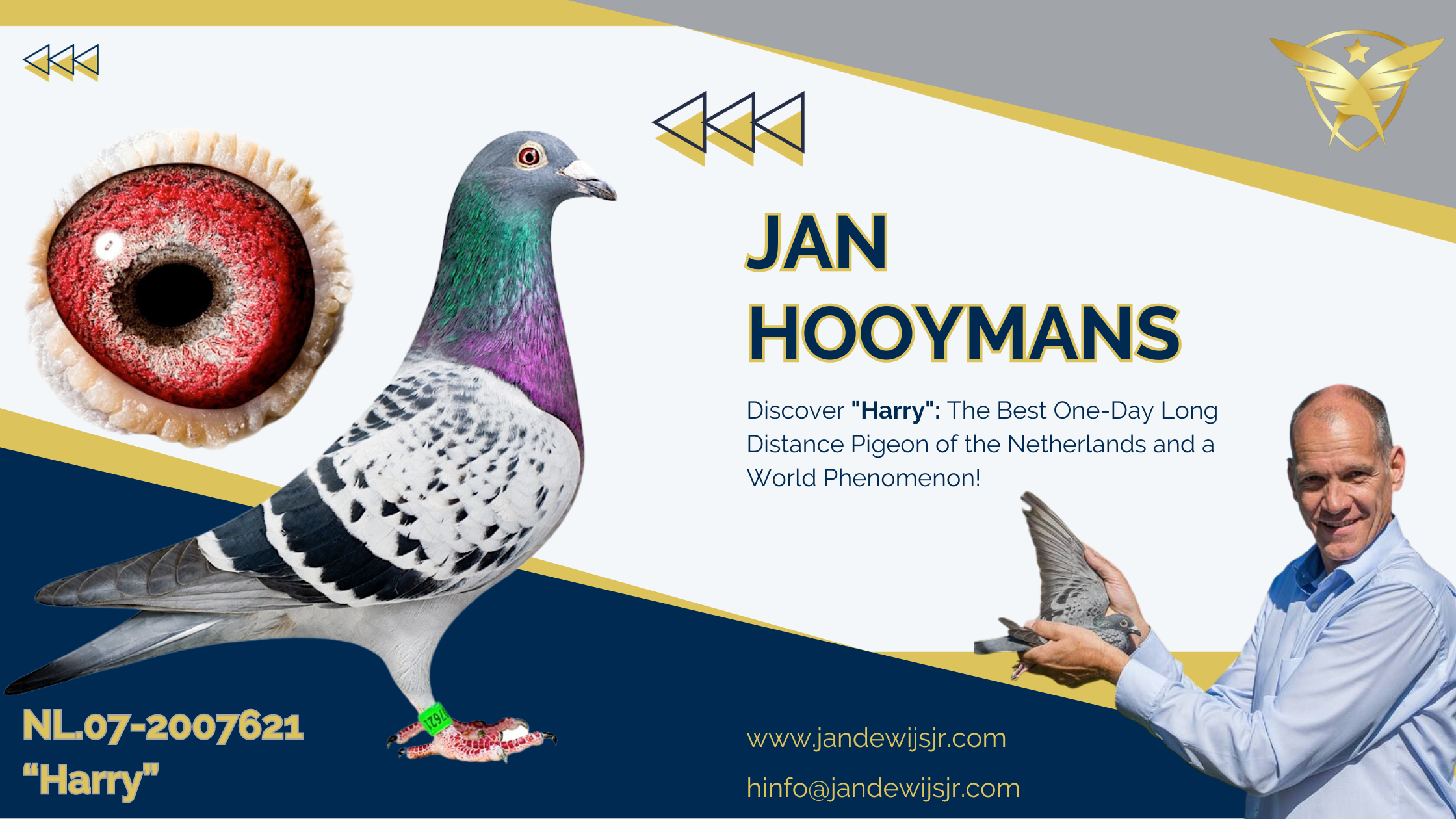 The Phenomenon “Harry”: The Best One-Day Long Distance Pigeon Ever from All of the Netherlands!