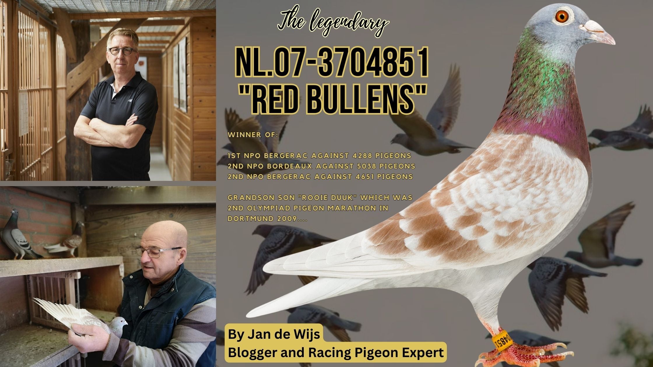  The Fascinating Saga of Marathon Pigeon “Red Bullens"