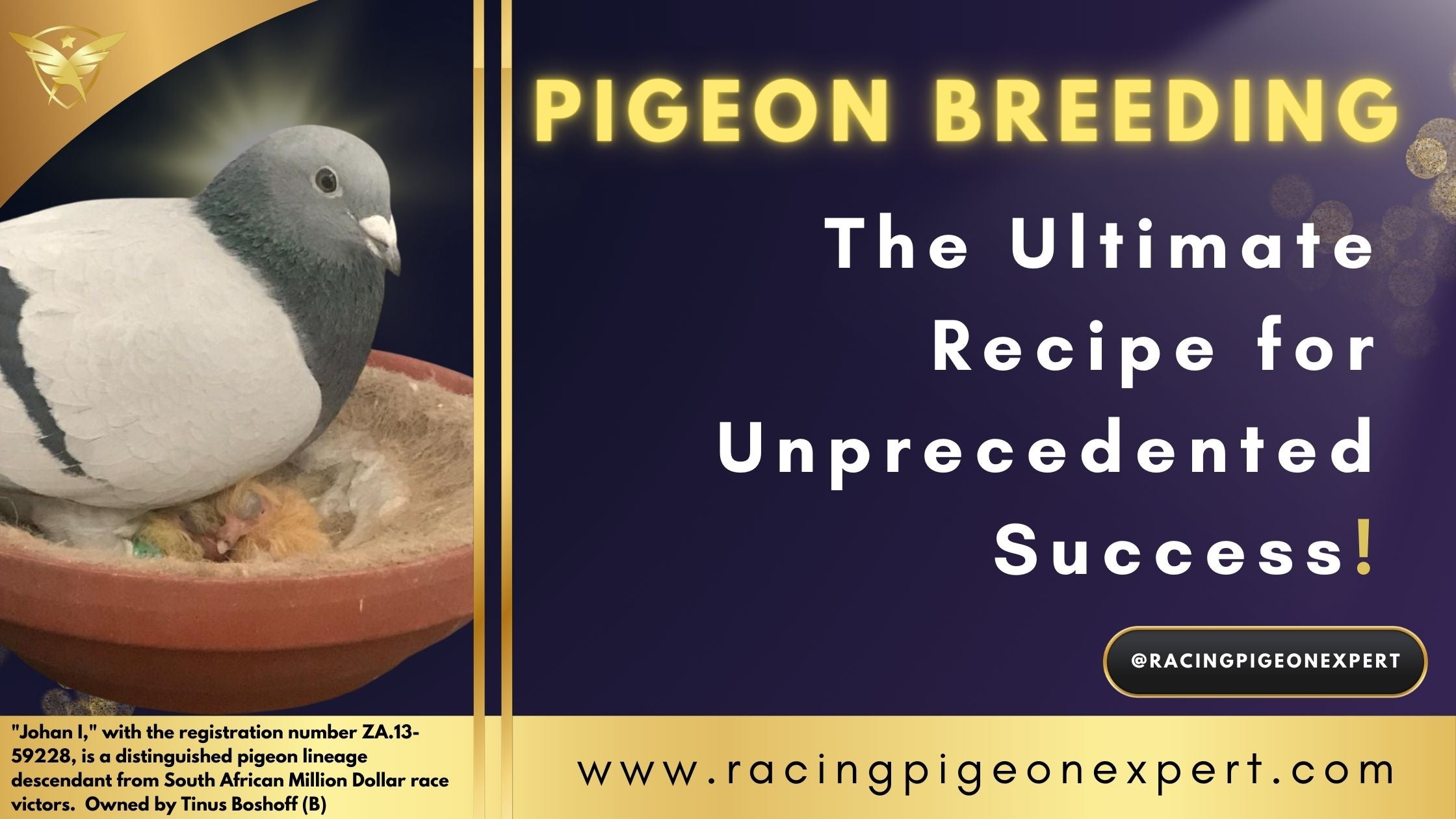 Pigeon Breeding: The Ultimate Recipe for Unprecedented Success!