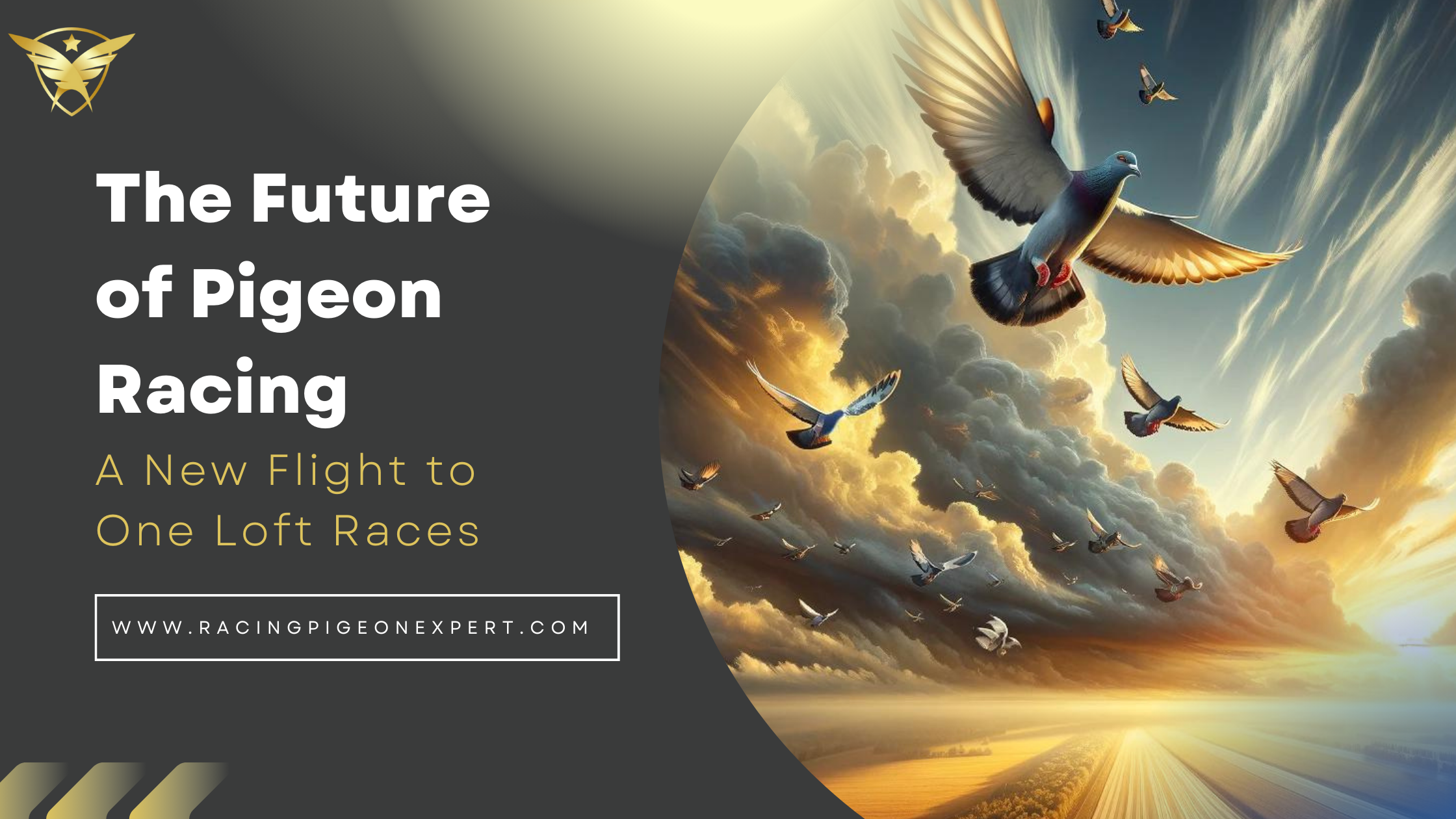 The Future of Pigeon Racing: A New Flight to One Loft Races 