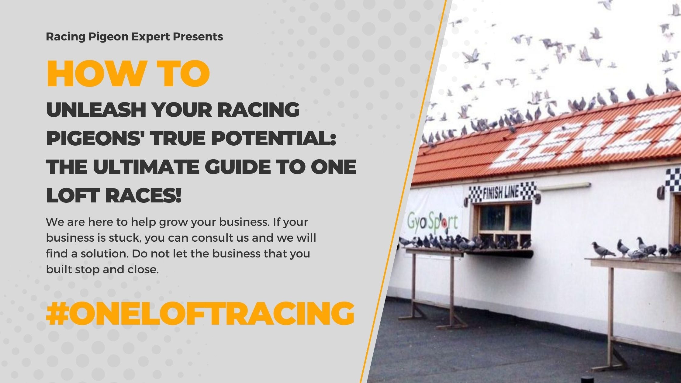Unleash Your Racing Pigeons' True Potential: The Ultimate Guide to One Loft Races!