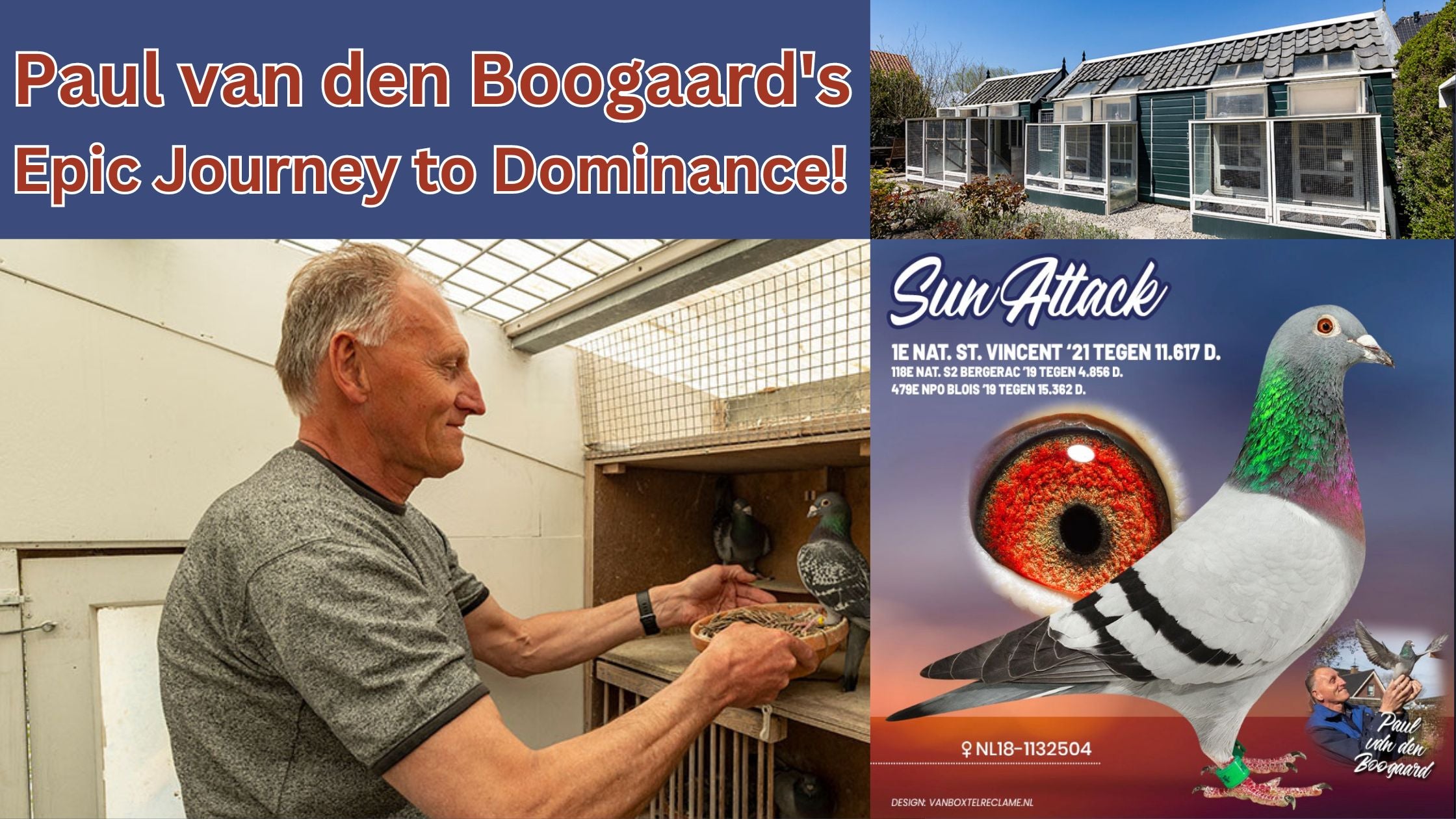Unveiling the Pigeon Racing Maestro: Paul van den Boogaard's Epic Journey to Dominance!