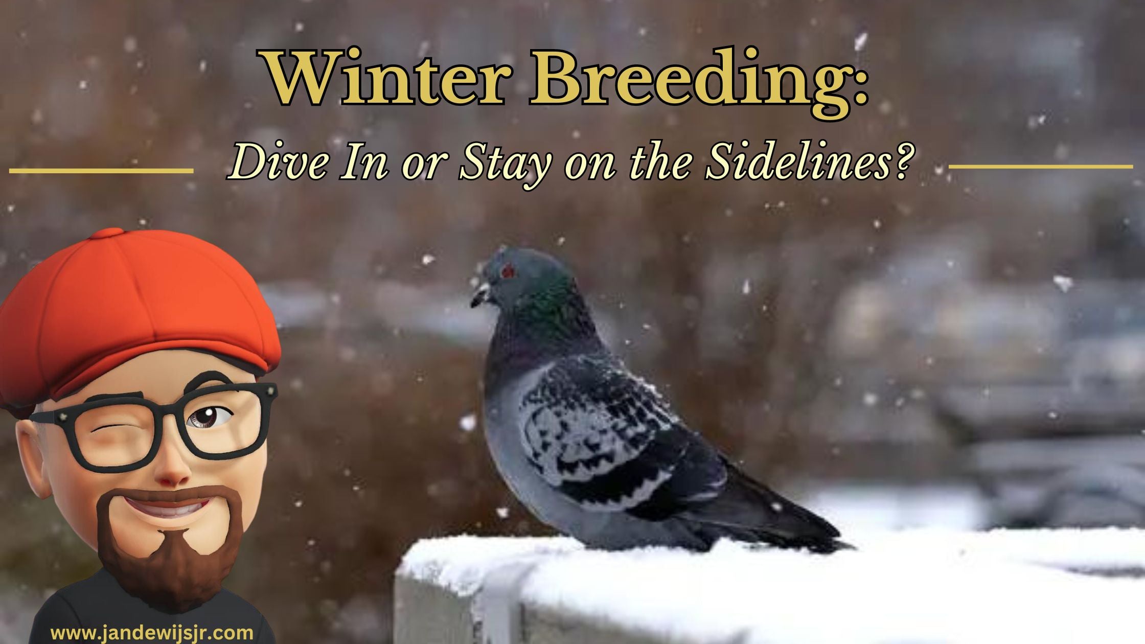Winter Breeding with racing pigeons: Dive In or Stay on the Sidelines?