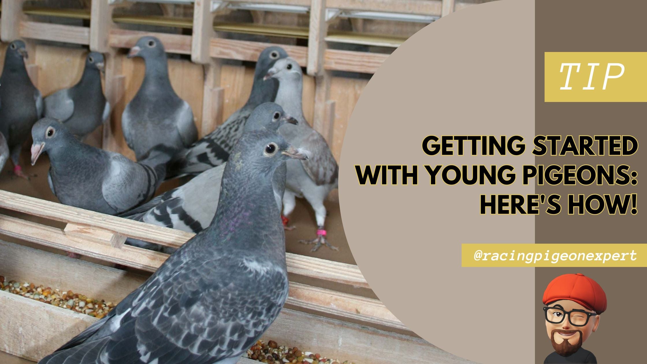 Getting Started with Young Pigeons: Here's How!