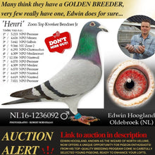 Edwin hoogland   auction promo